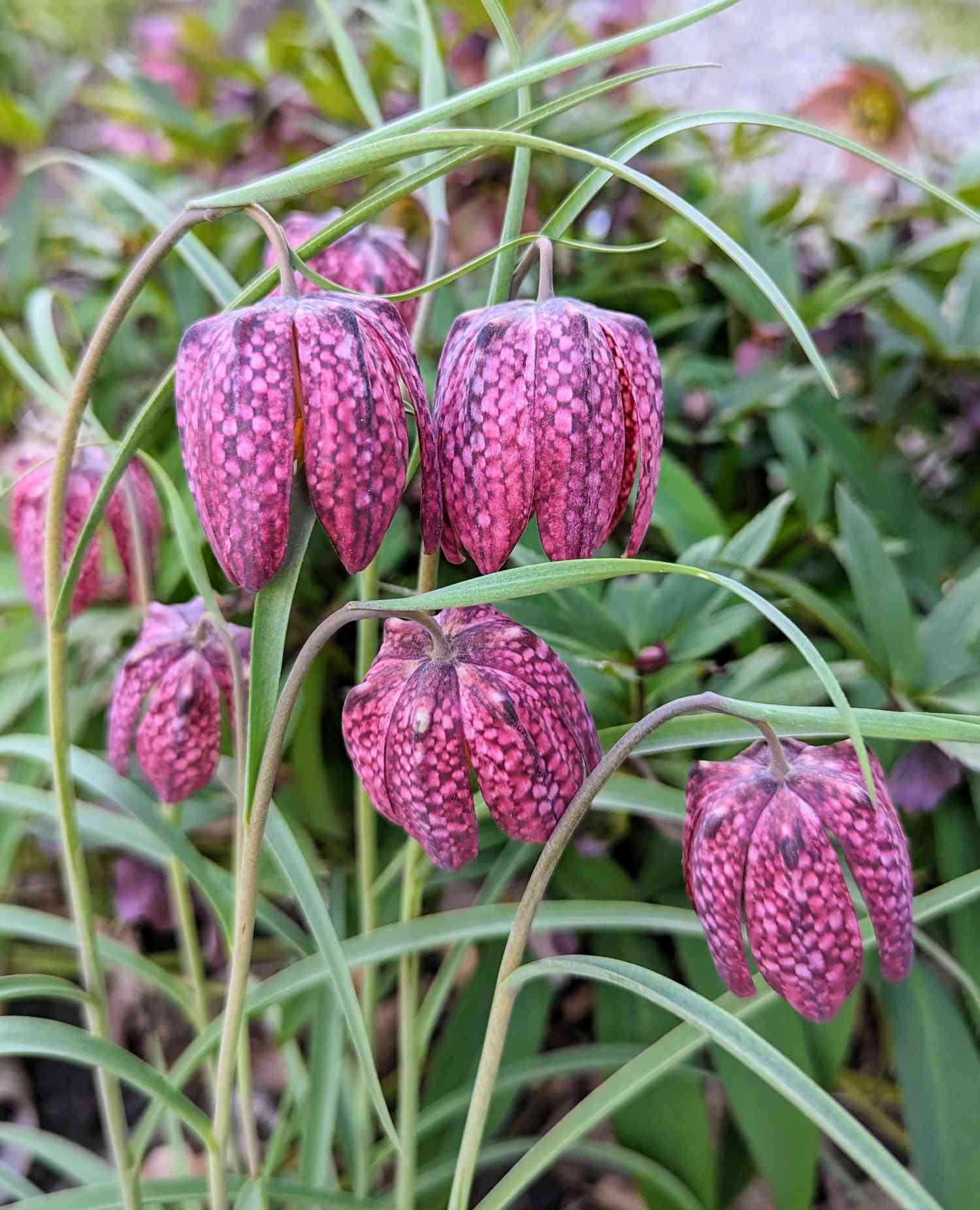 Snake's head frittallary