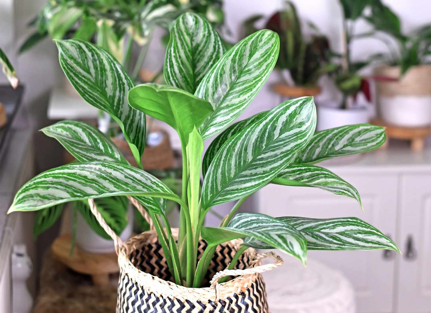 Chinese Evergreen plant in a basket in a home