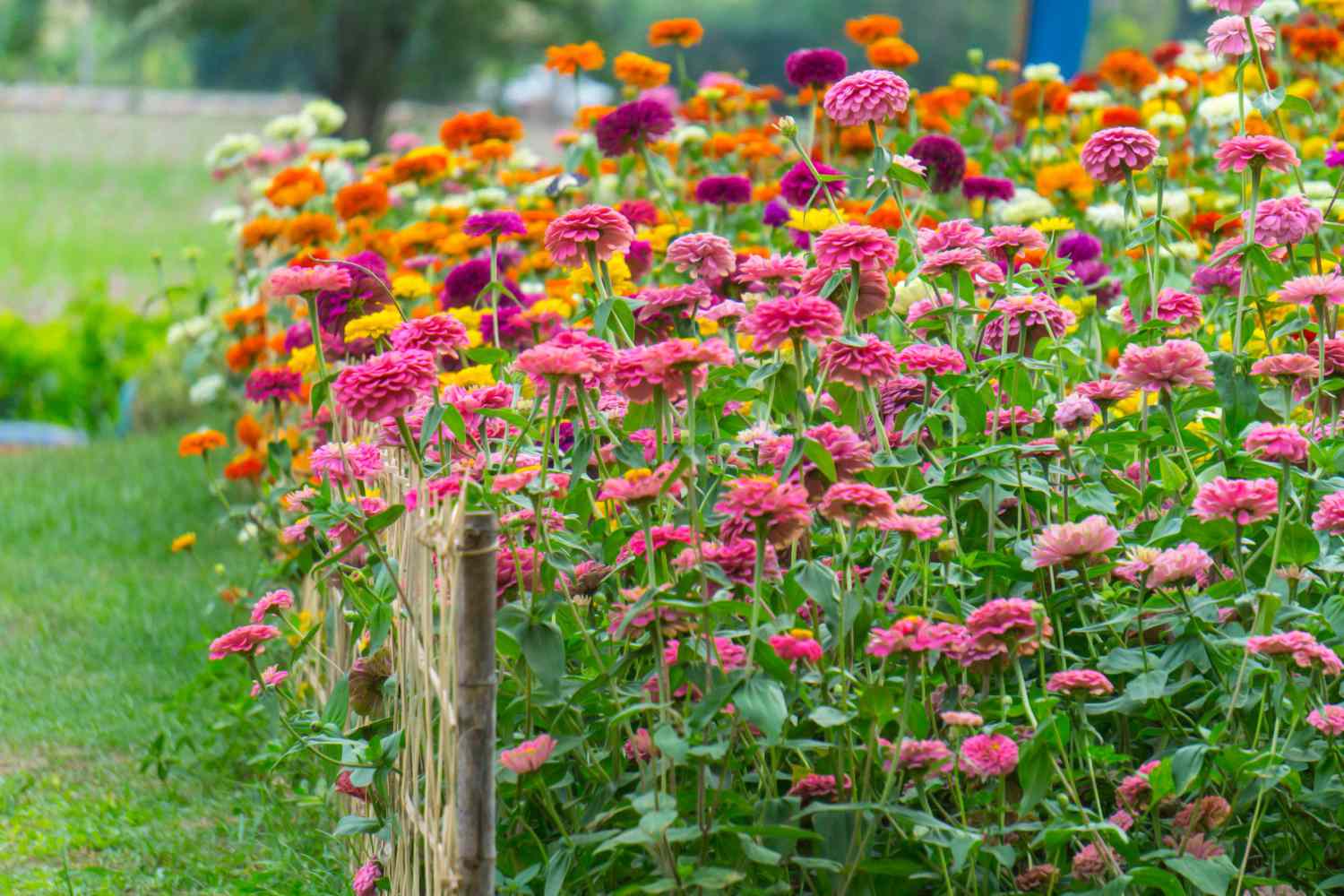 zinnias in a garden