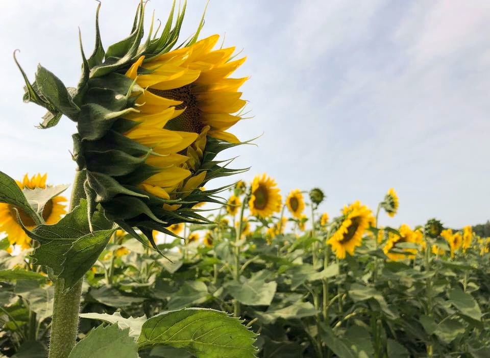 closeup view of sunflower in field