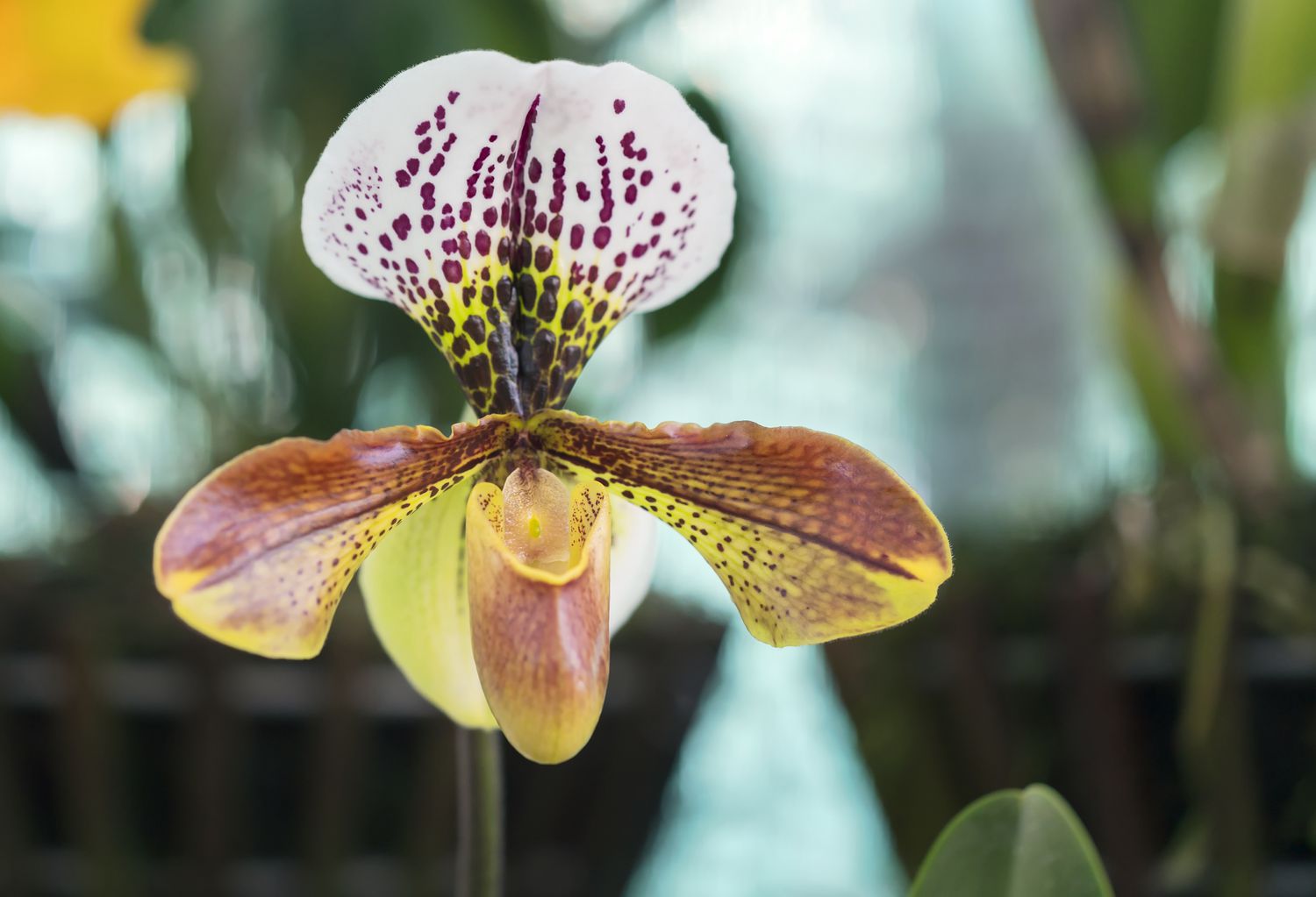 Wild lady slipper orchid blooming. 