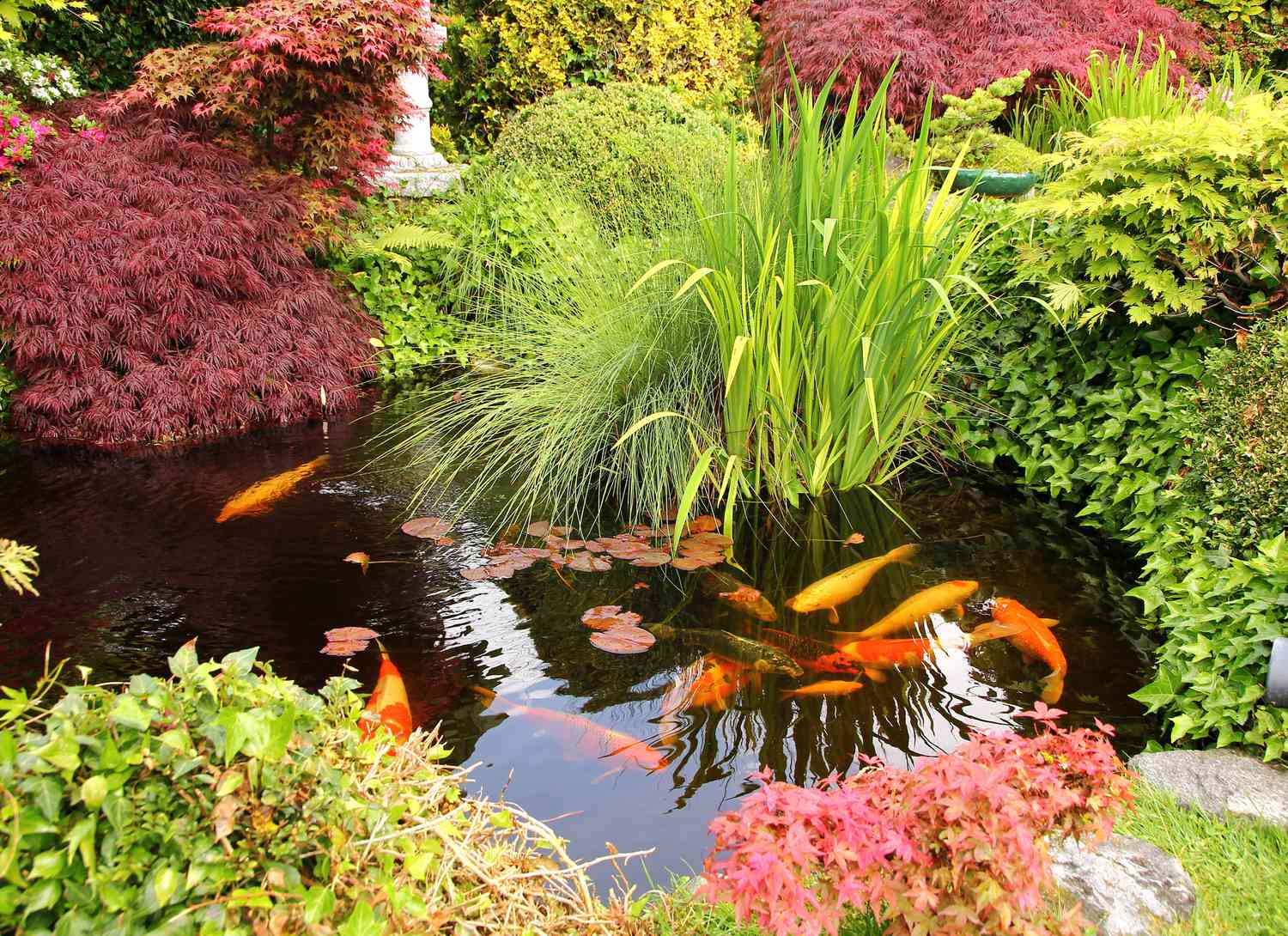 koi pond with colorful plants