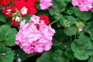 Geranium flowers in the garden (Pelargonium hortorum) 