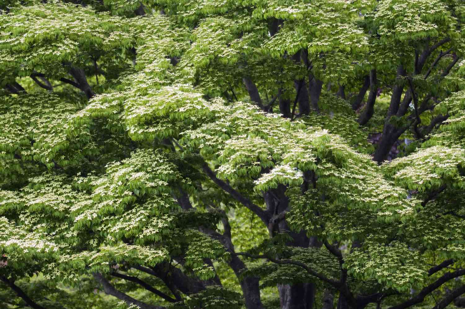 Giant Dogwood In Blossom. Cornus Controversa