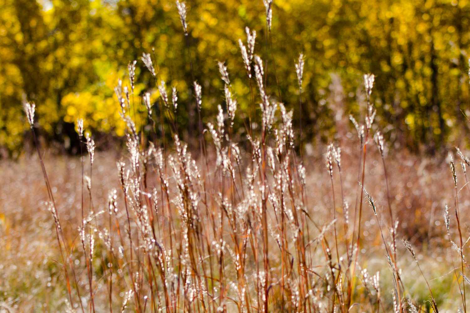 Tall grass in a meadow with trees in the background