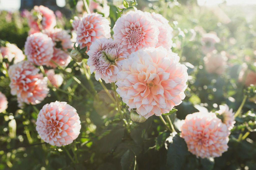 pink dahlias blooms