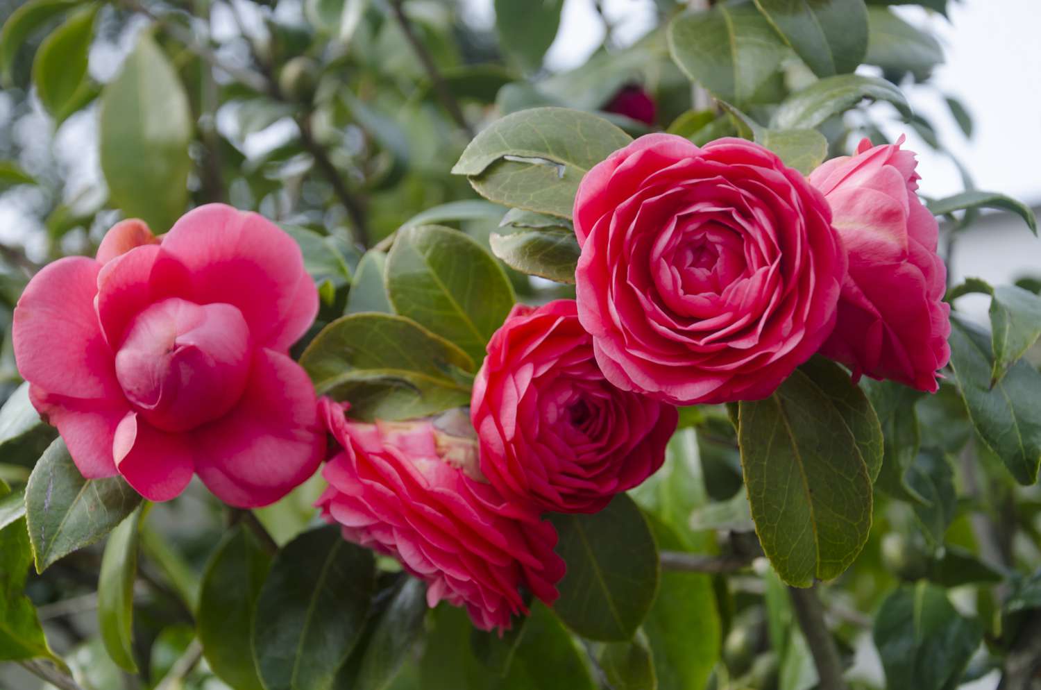 Camellia pink flowers