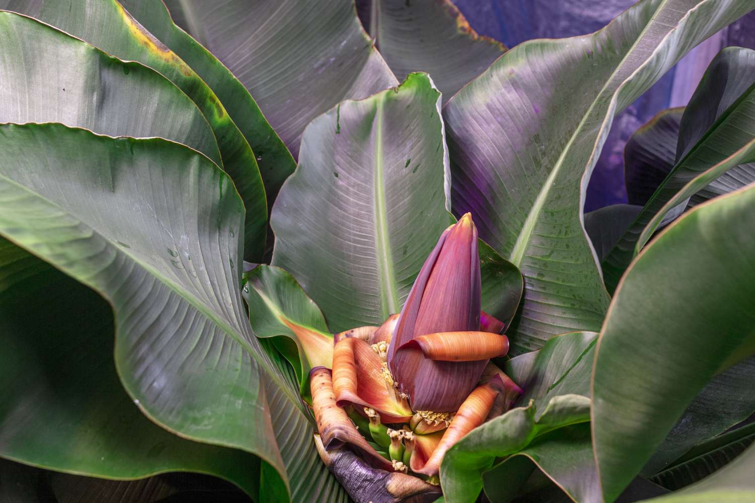 Banana Dwarf Cavendish flower bud grows