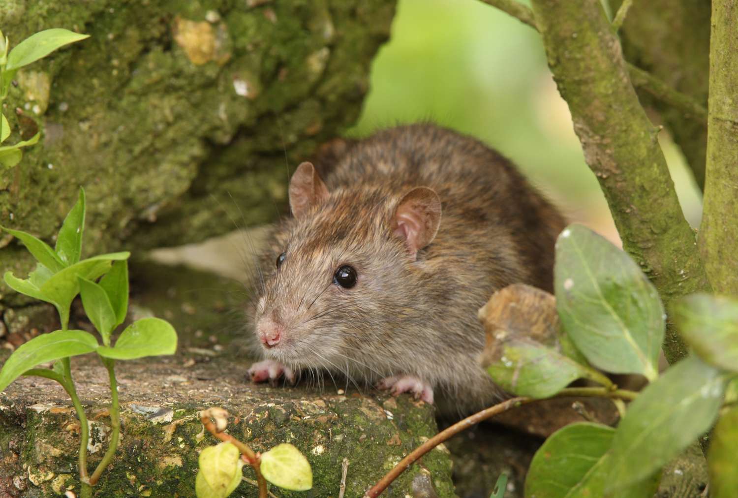 rat in the garden