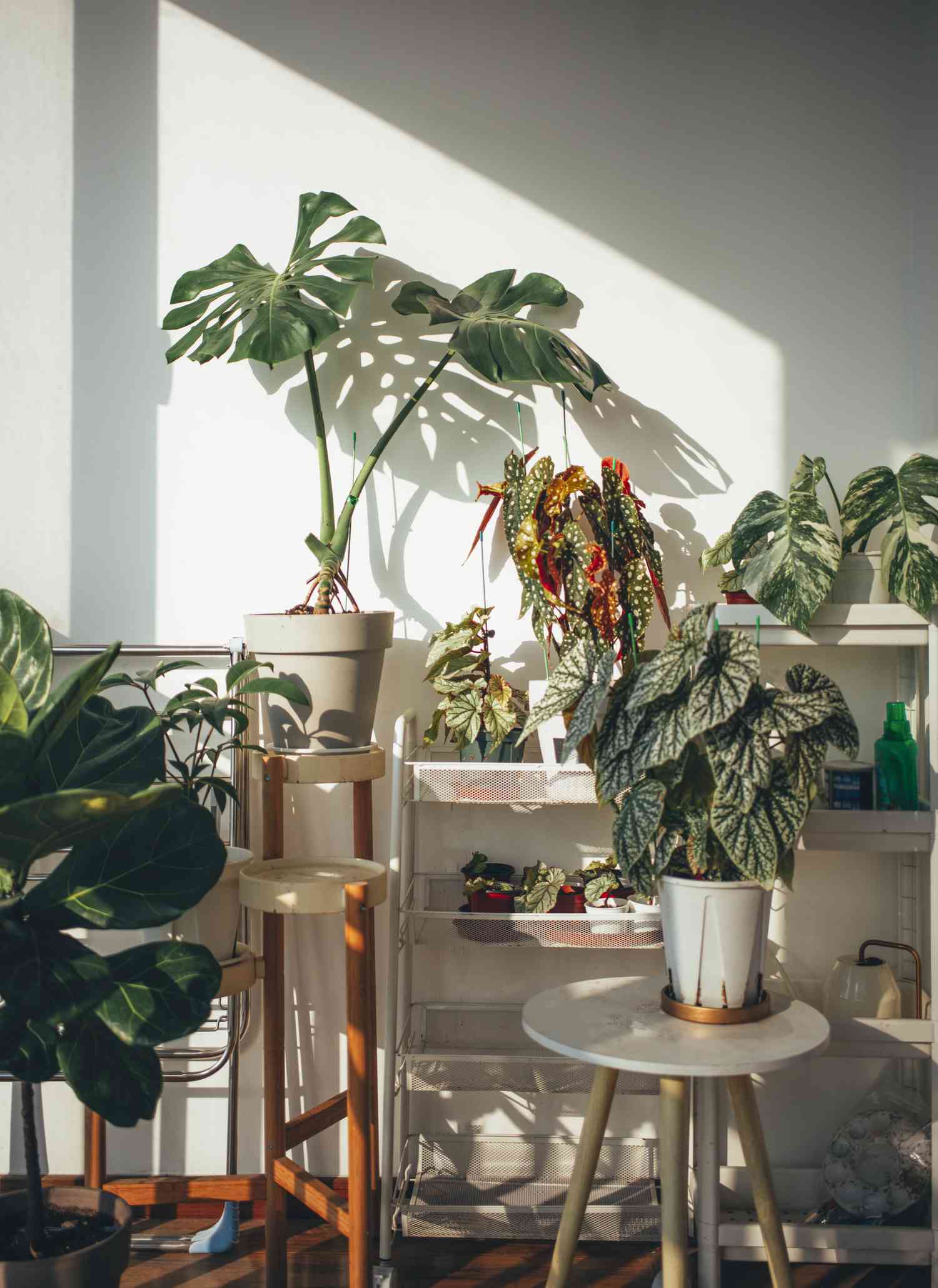 Plants on shelves