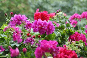 Lush red and pink geraniums in the garden