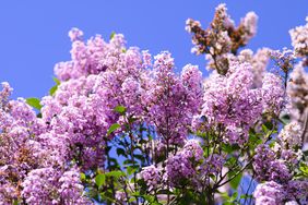 Lilac bush