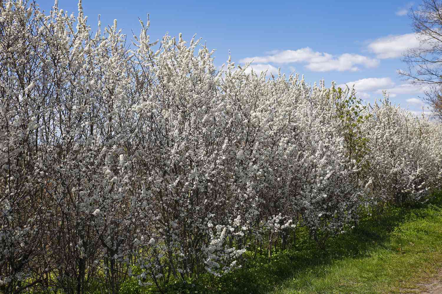 flowering blackthorn hedge with grass and blue sky