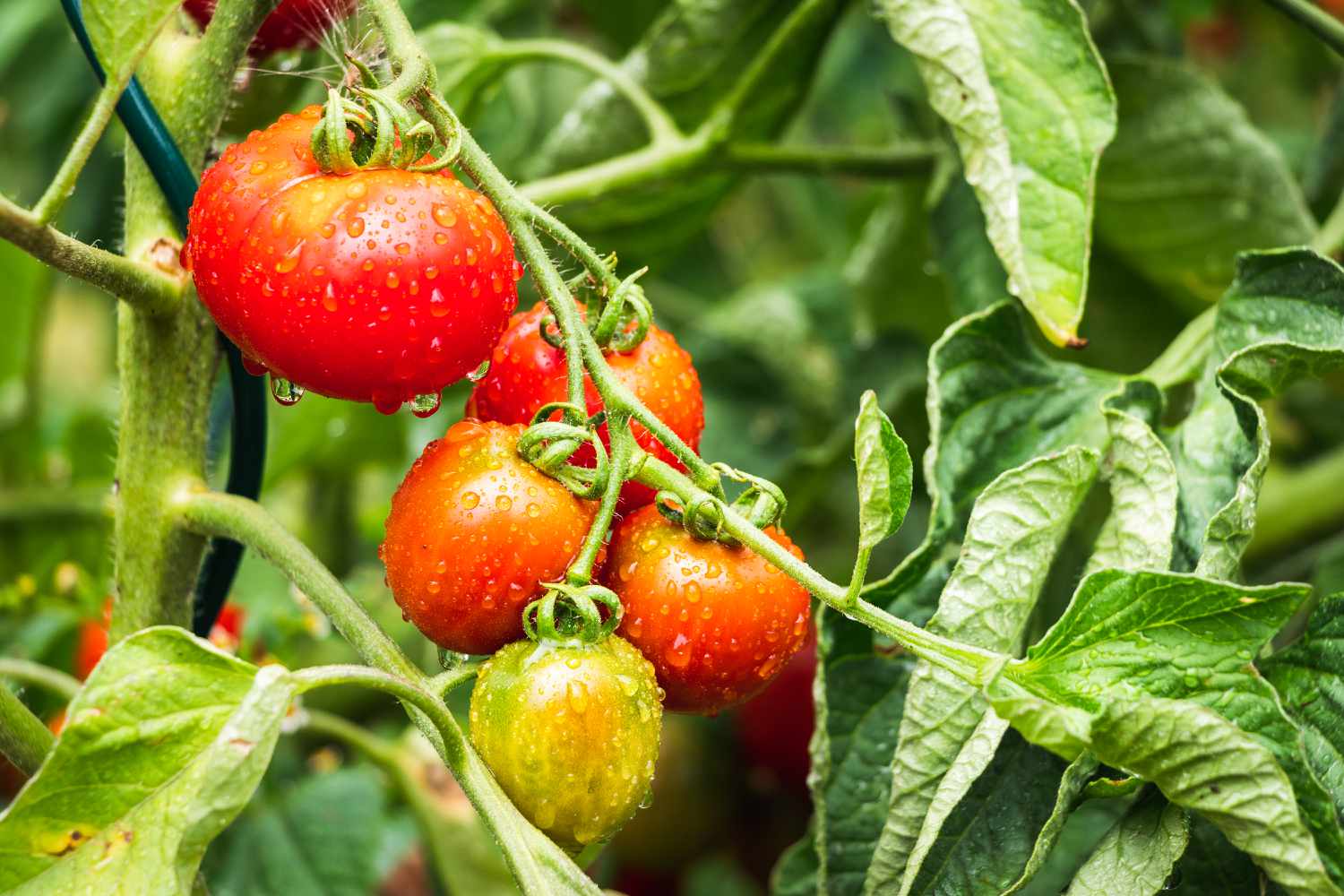 Tomatoes growing in garden