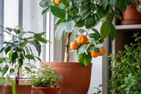 Indoor orange tree in a terracotta pot with oranges growing among other potted plants near a window