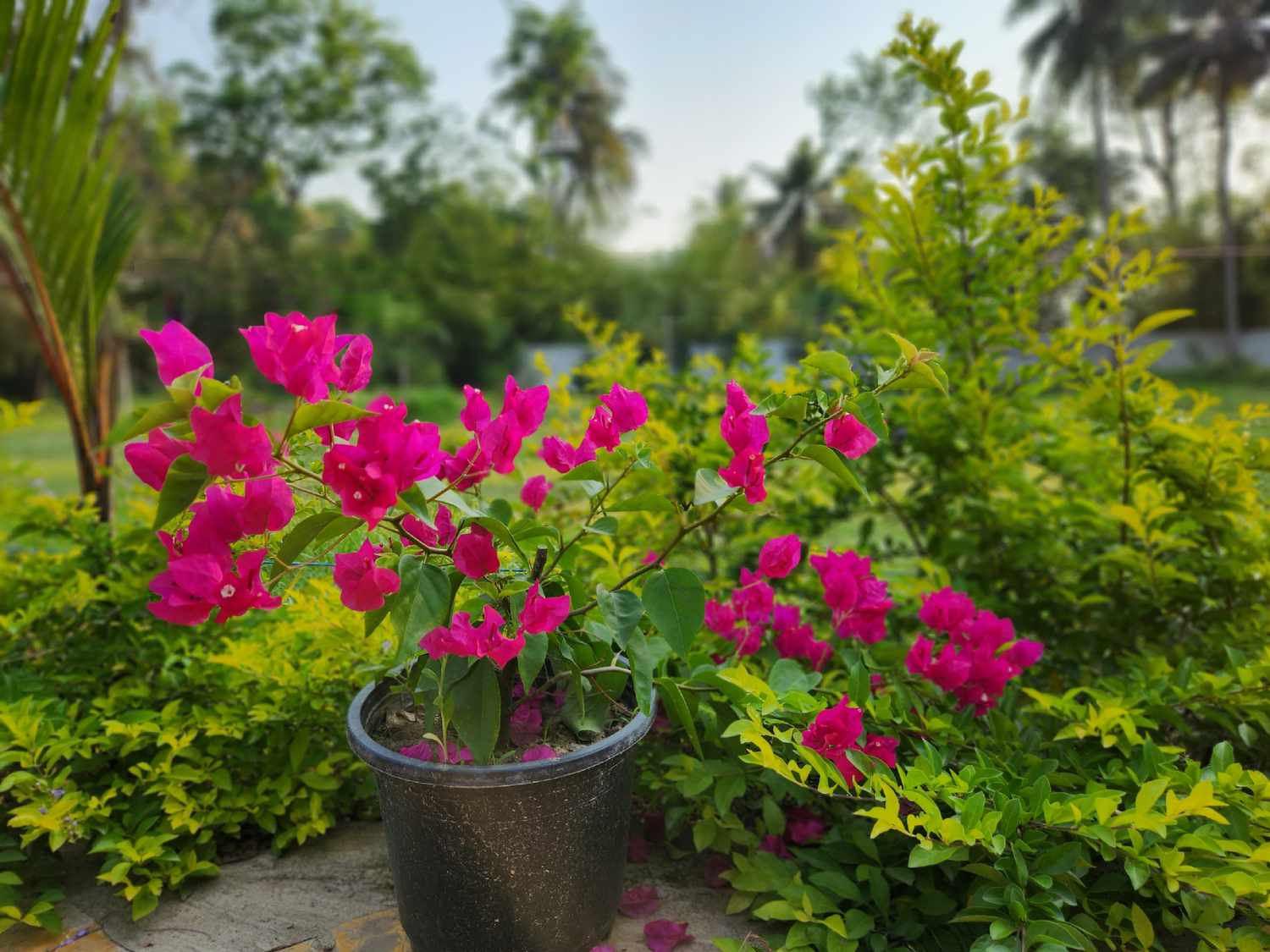 A potted flowering plant surrounded by greenery in an outdoor garden setting