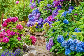 Hydrangea in garden