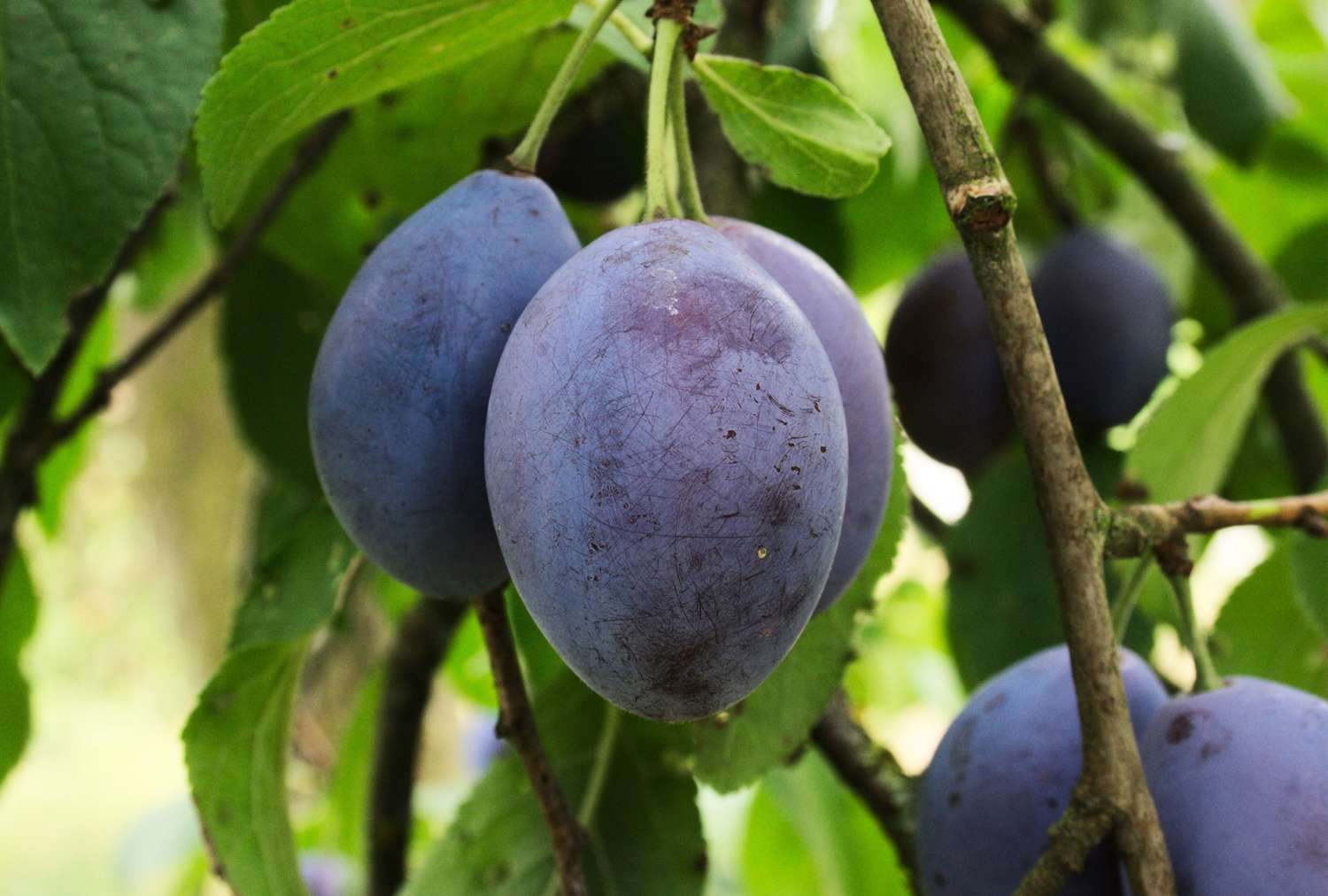 Prunus domestica 'Italian Prune'