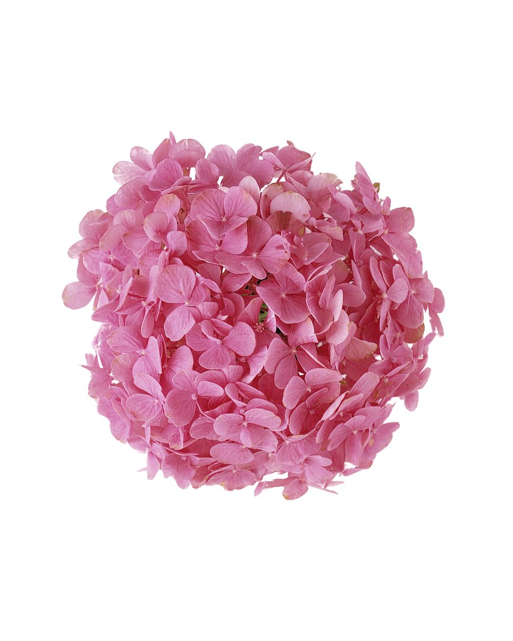 flower-glossary-hydrangea-pink-a98432-0415.jpg