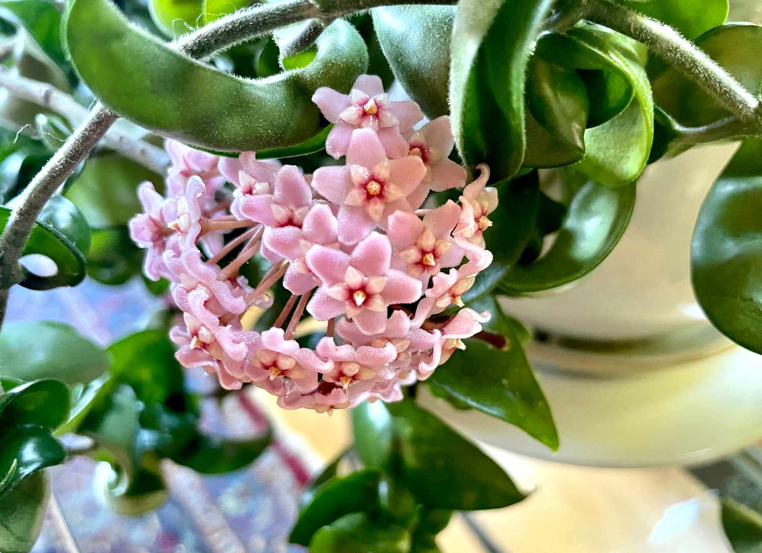 wax plant with pale pink blooms