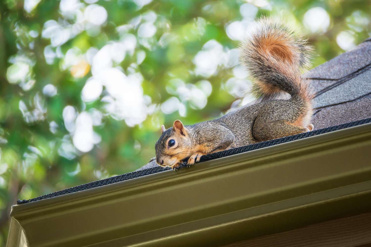 Squirrel on a roof edge in a green outdoor setting