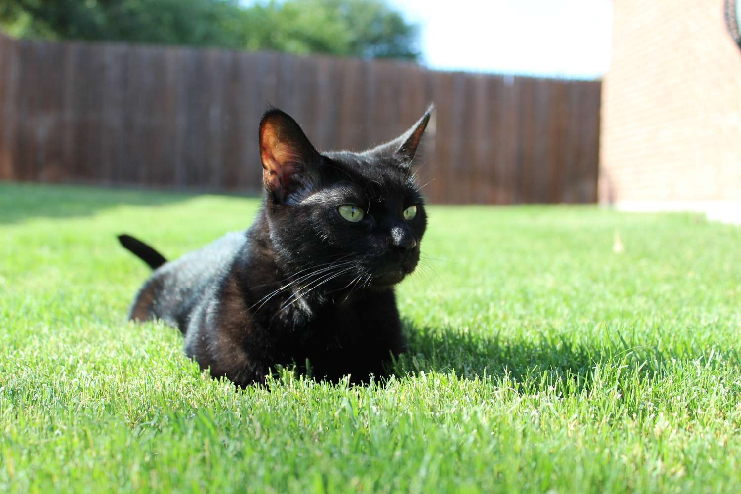 A black cat lying on green grass, with a wooden fence in the background
