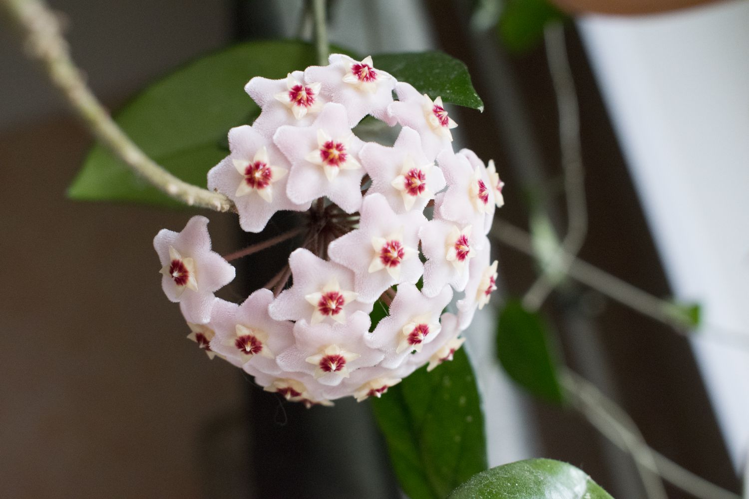 hoya plant