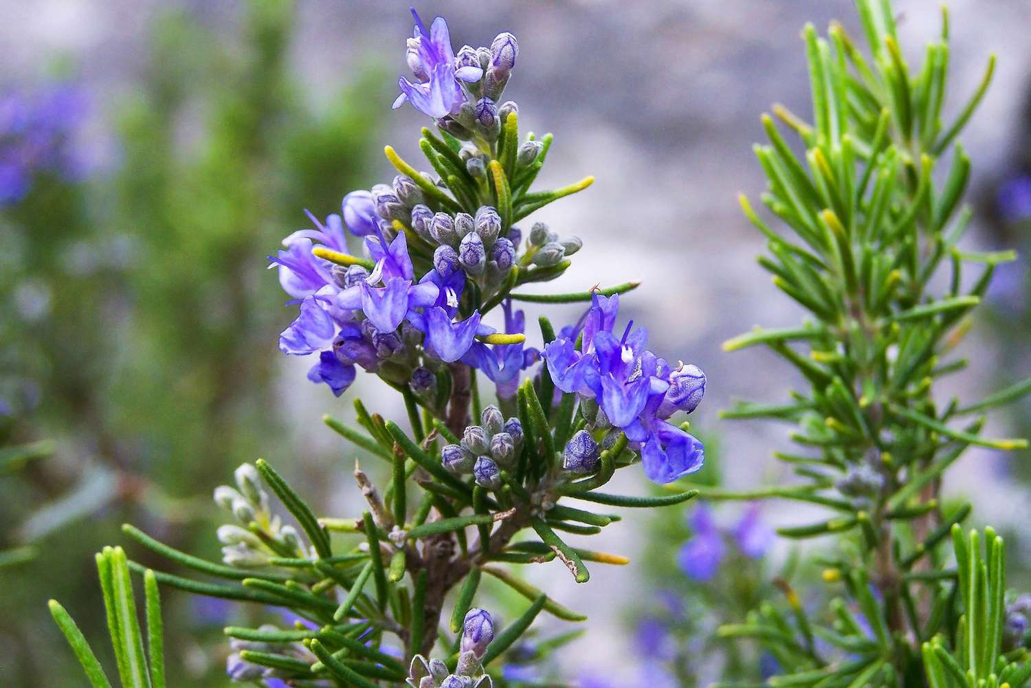 Rosemary plant in garden