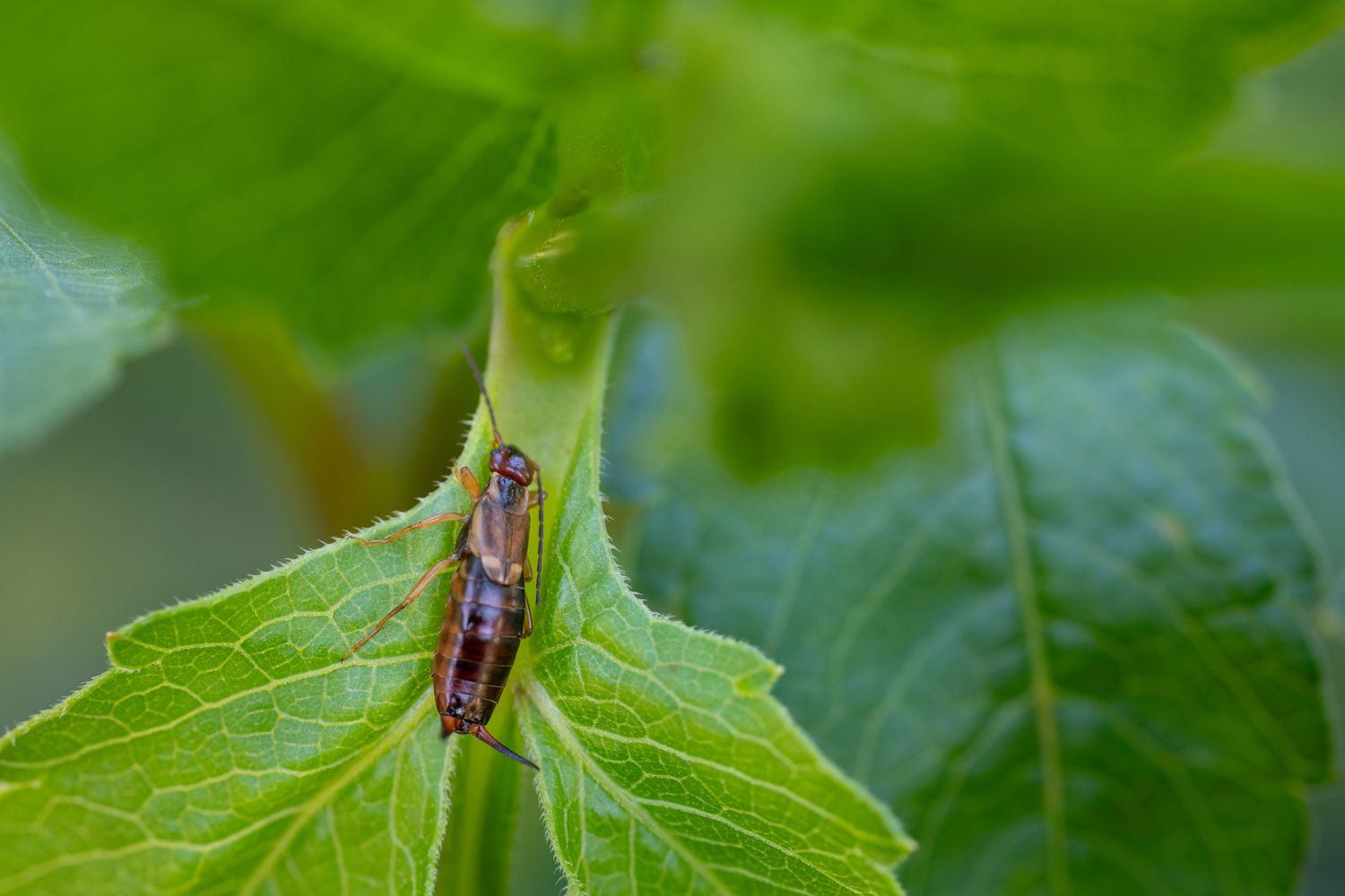 Earwig resting on a green leaf outdoors