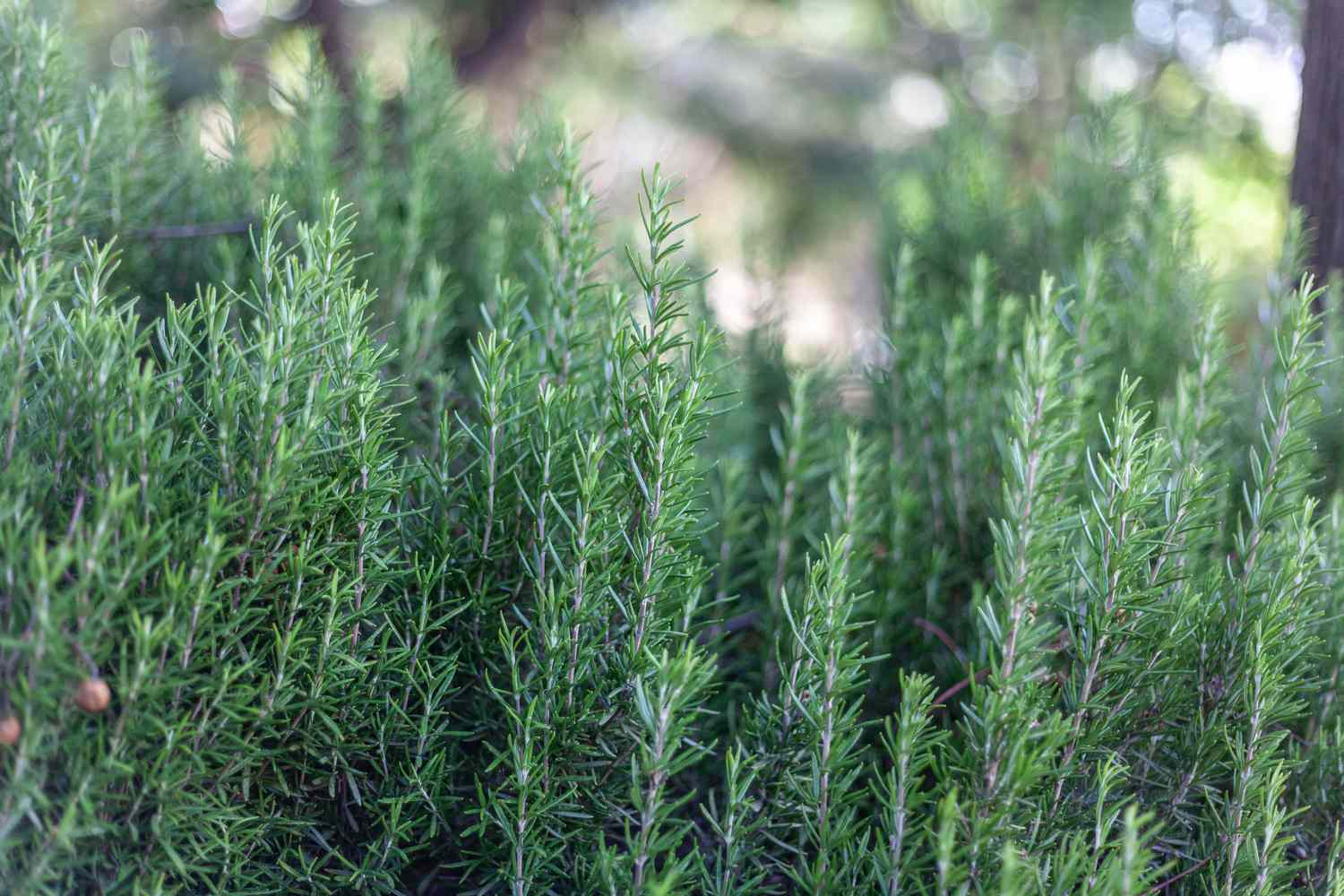 Salvia rosmarinus. Rosemary