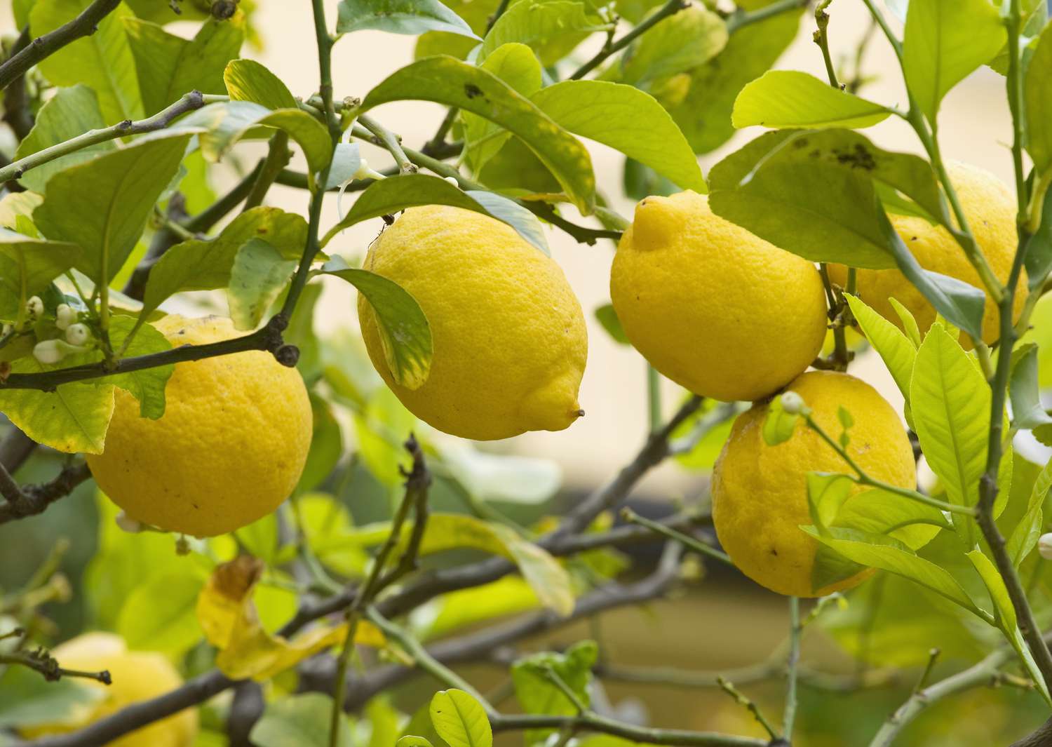 Lemon Tree With Lemons