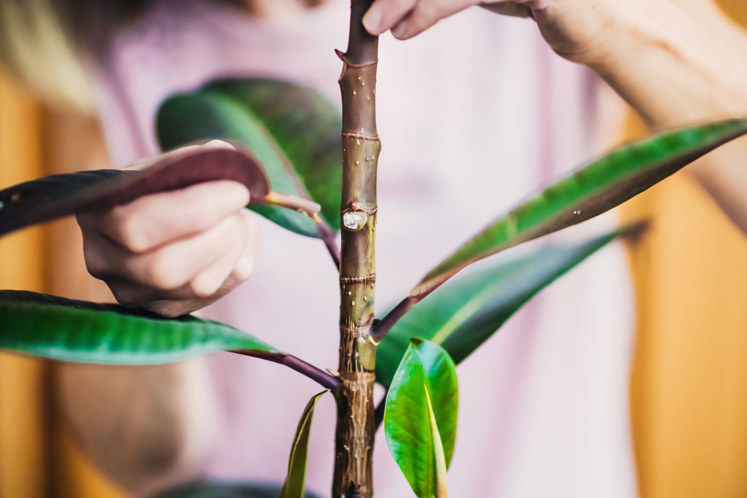 Ficus Elastica stem growth