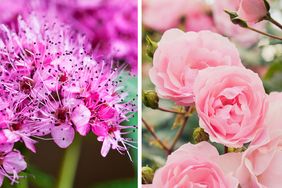 Japanese Spirea and Rose Bush