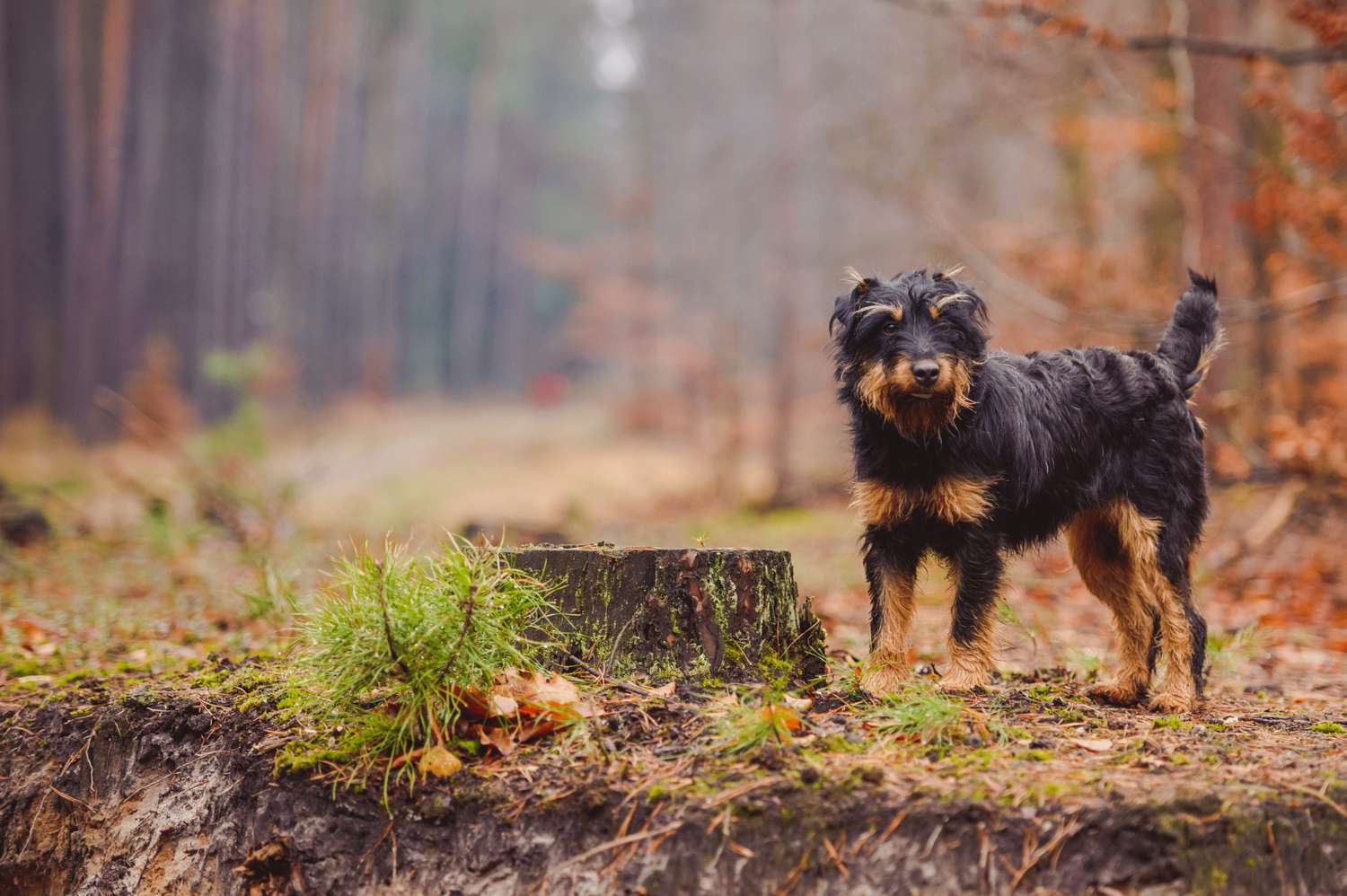 Jagdterrier outdoors in woods
