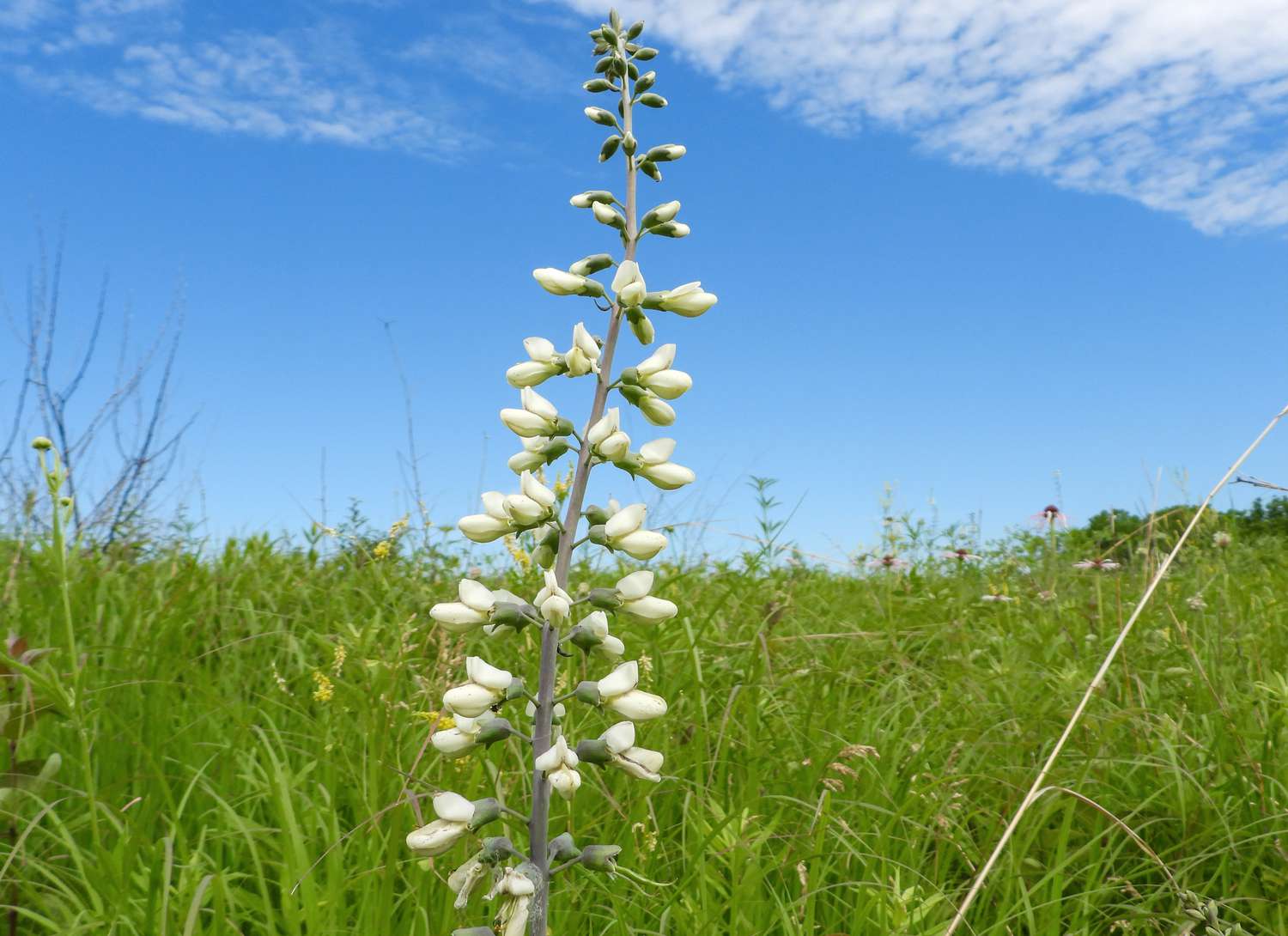 Wild Indigo plant with white blooms in a field
