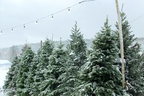 A row of snowcovered pine trees in an outdoor setting with string lights hung above