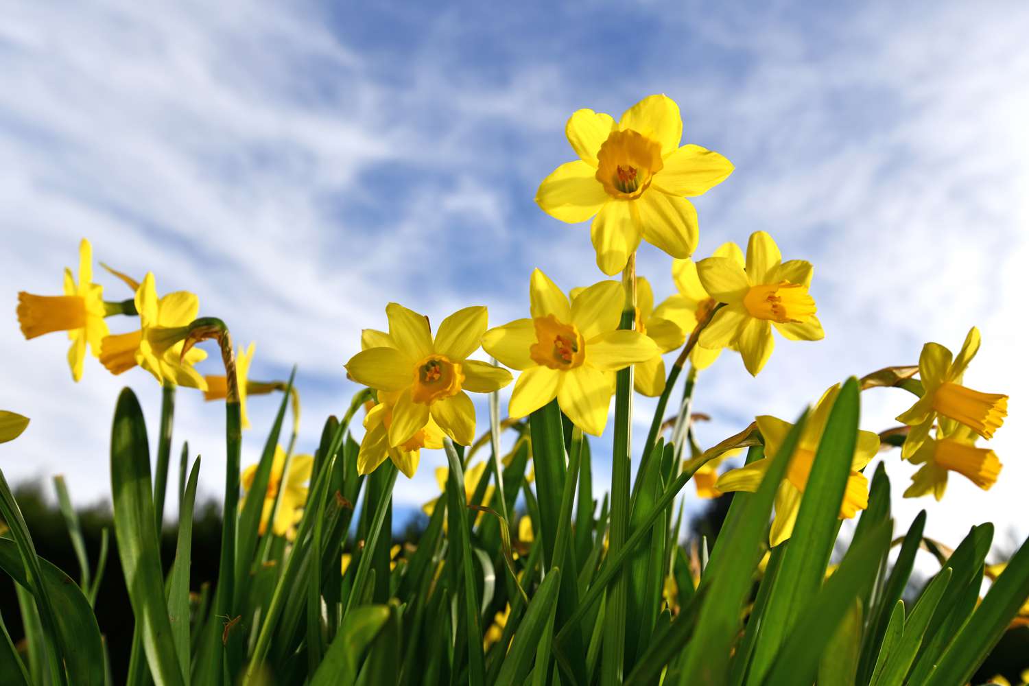 daffodils against the blue sky