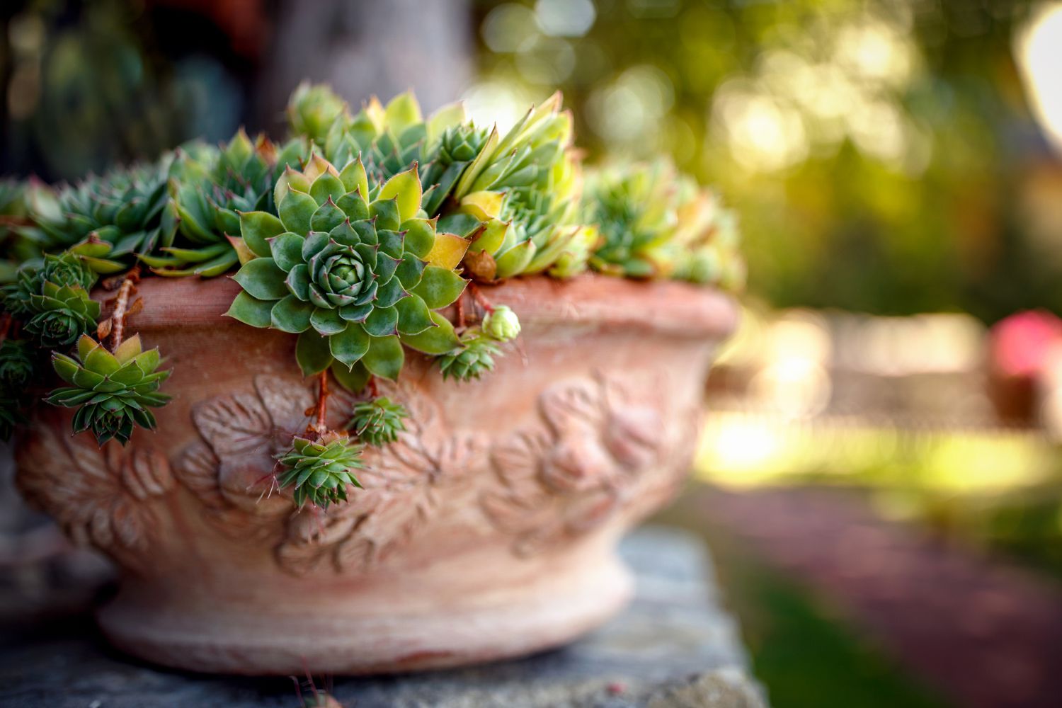 green hen and chicks plant growing in terra cotta pot outdoors
