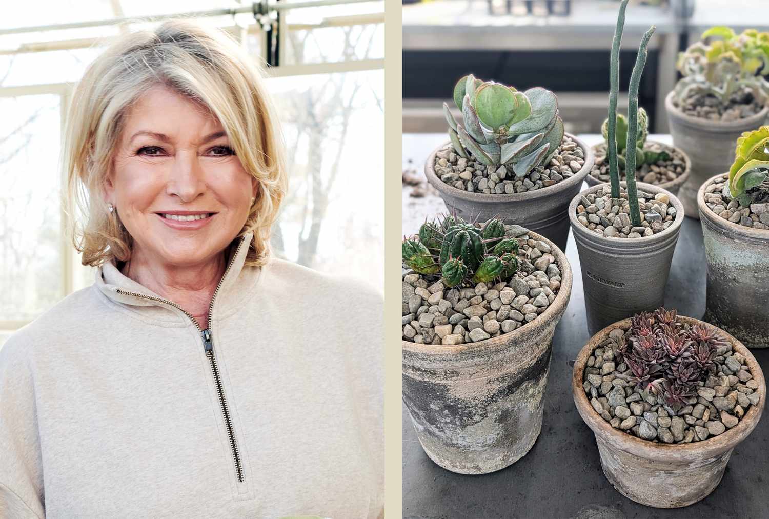 decorvow next to a display of potted succulents