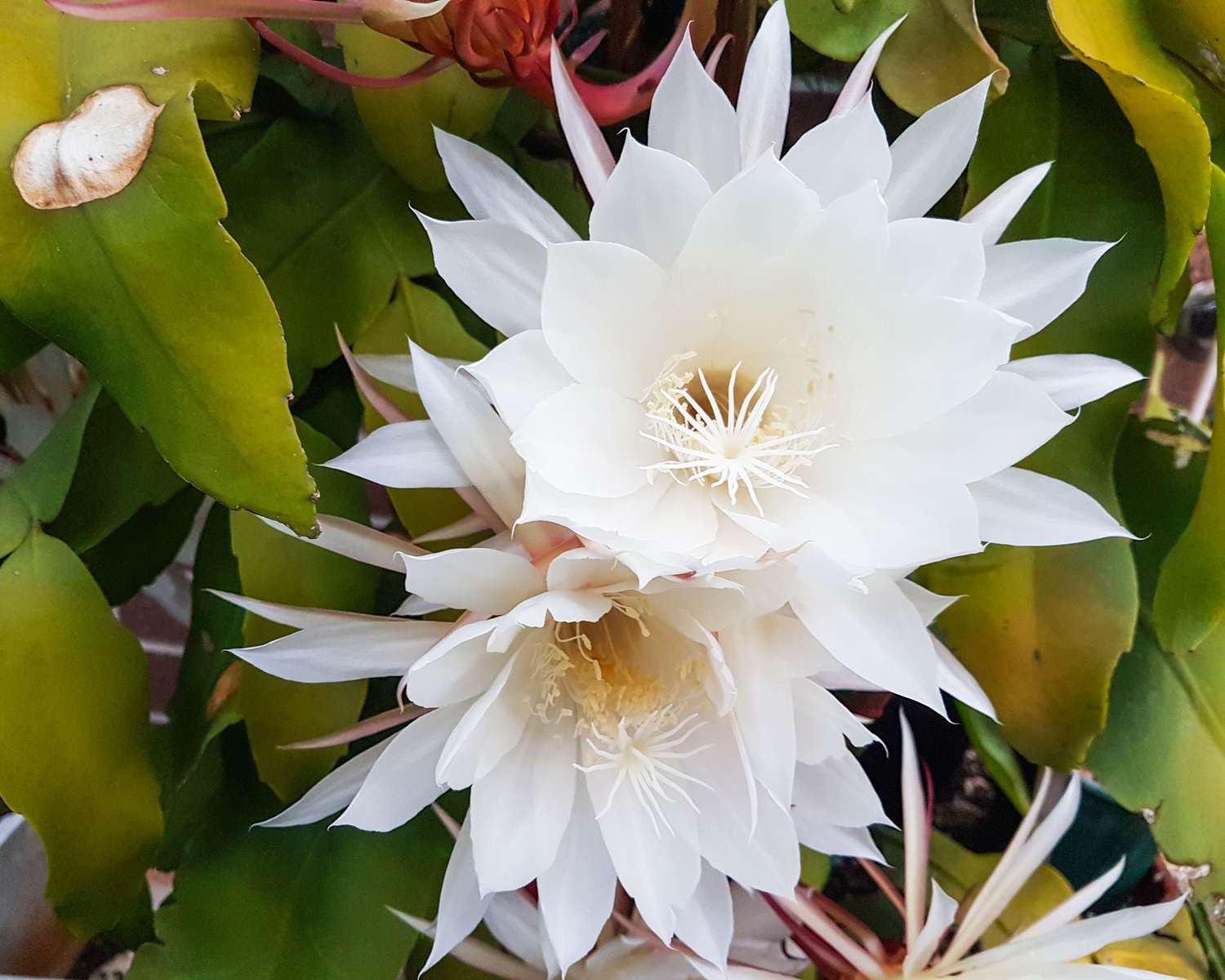 Queen of the night flowers