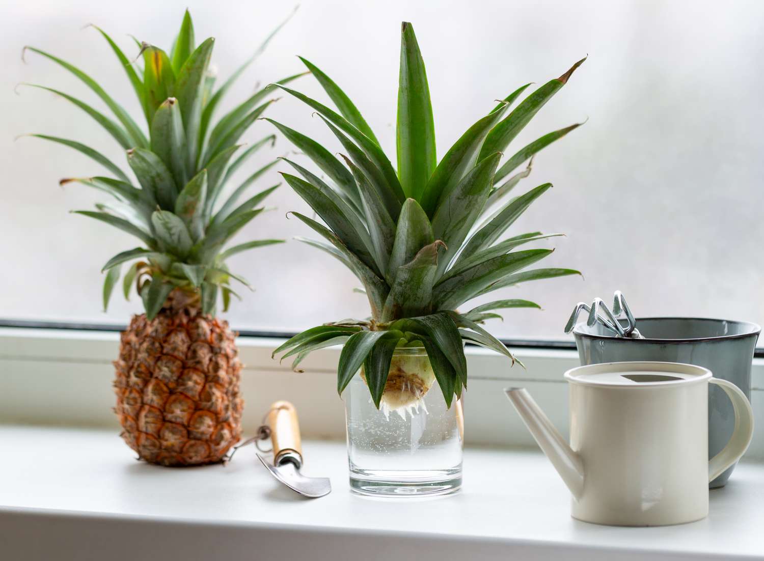 pineapple crown growing