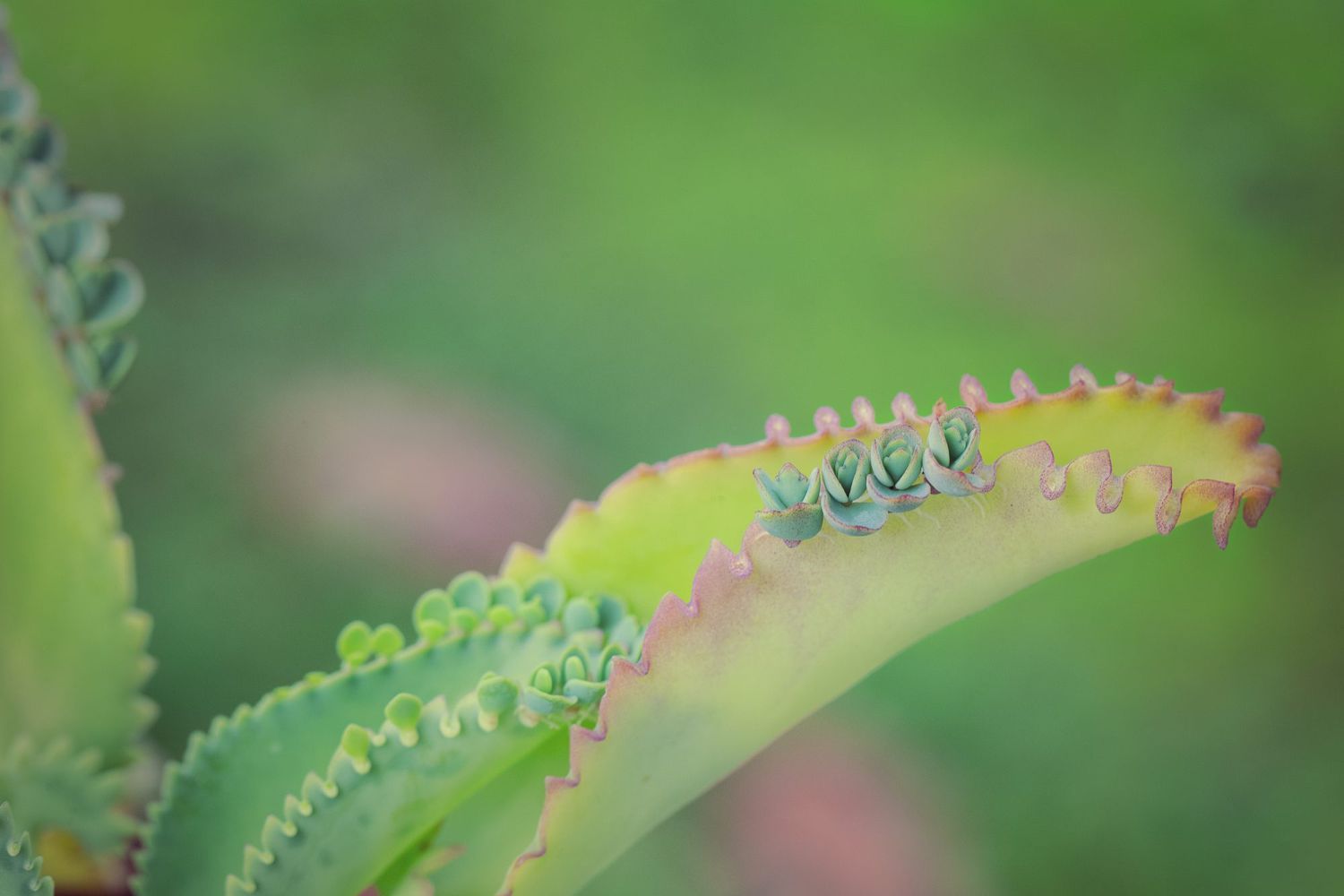 Mother of Thousands Succulent with Tiny Offsets on Leaves