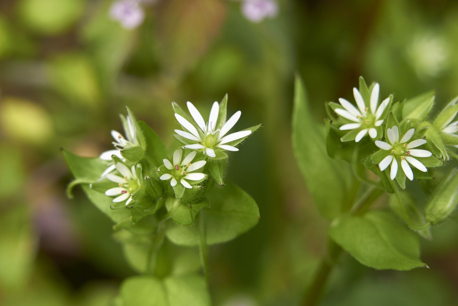 Chickweed flower bunches