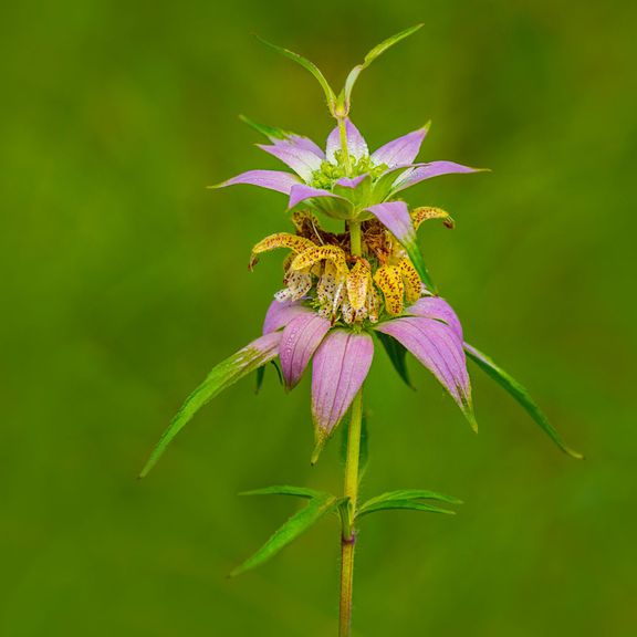 potted Bee-balm Monarda punctata