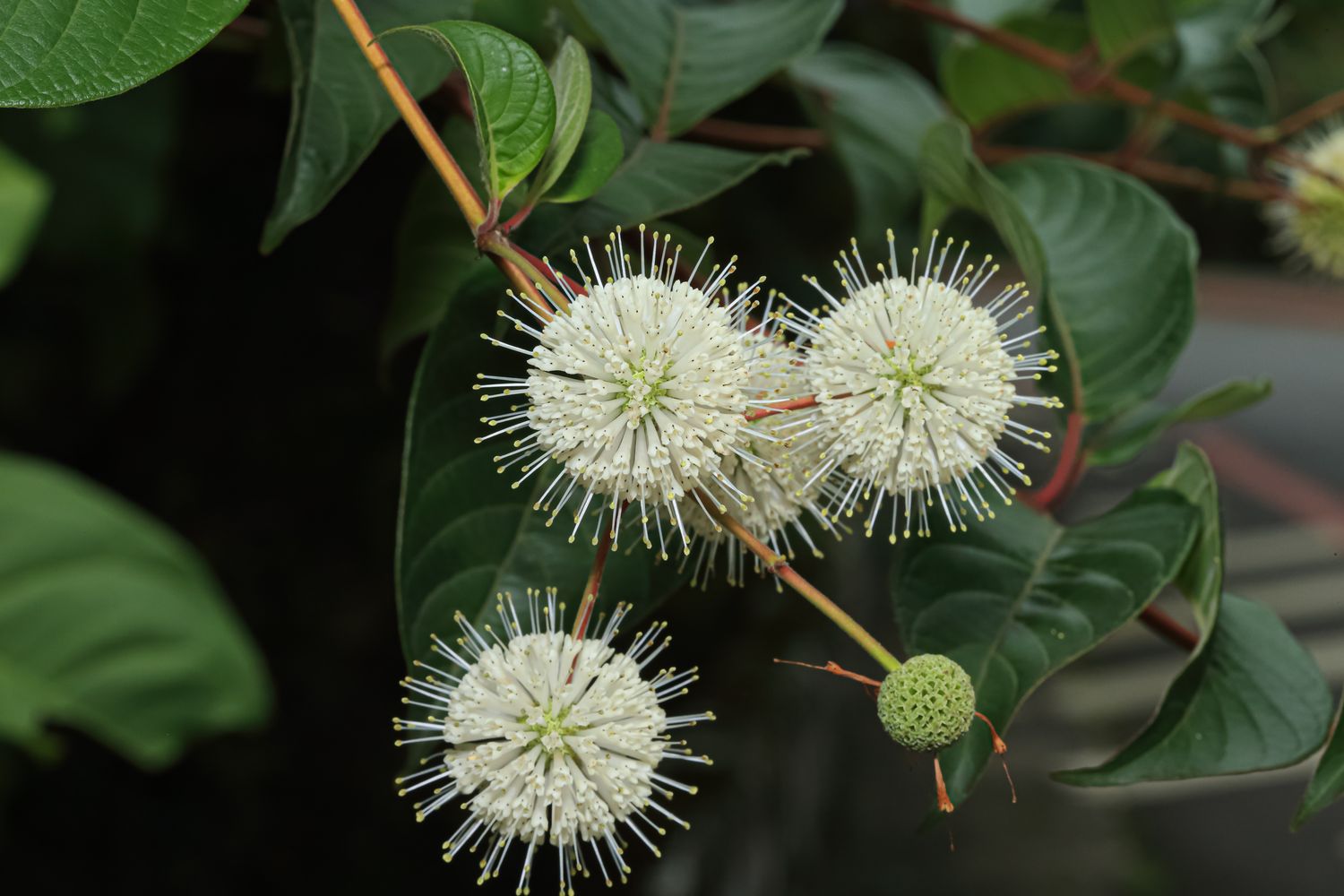 Flowering plant with spherical blossoms growing among green leaves