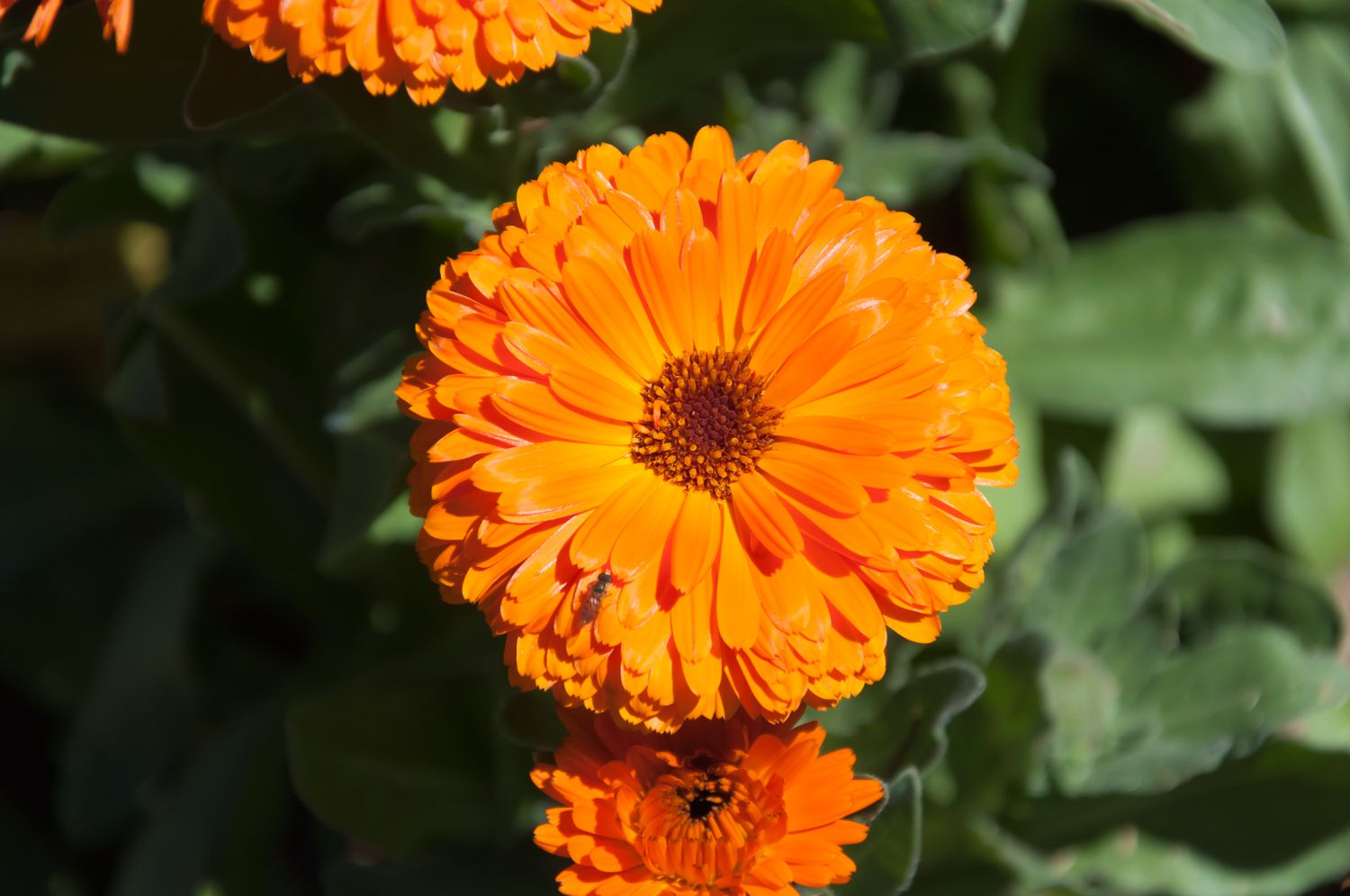 Close-up of calendula flower head photographed in ornamental garden