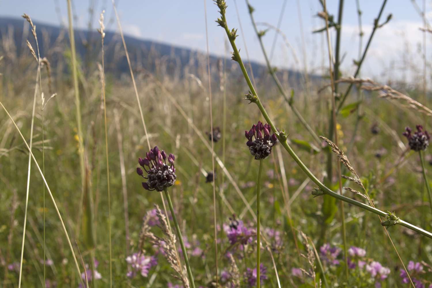 flowering onion on a meadow, Allium vineale macro