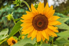 A sunflower with a prominent central seed head and large petals