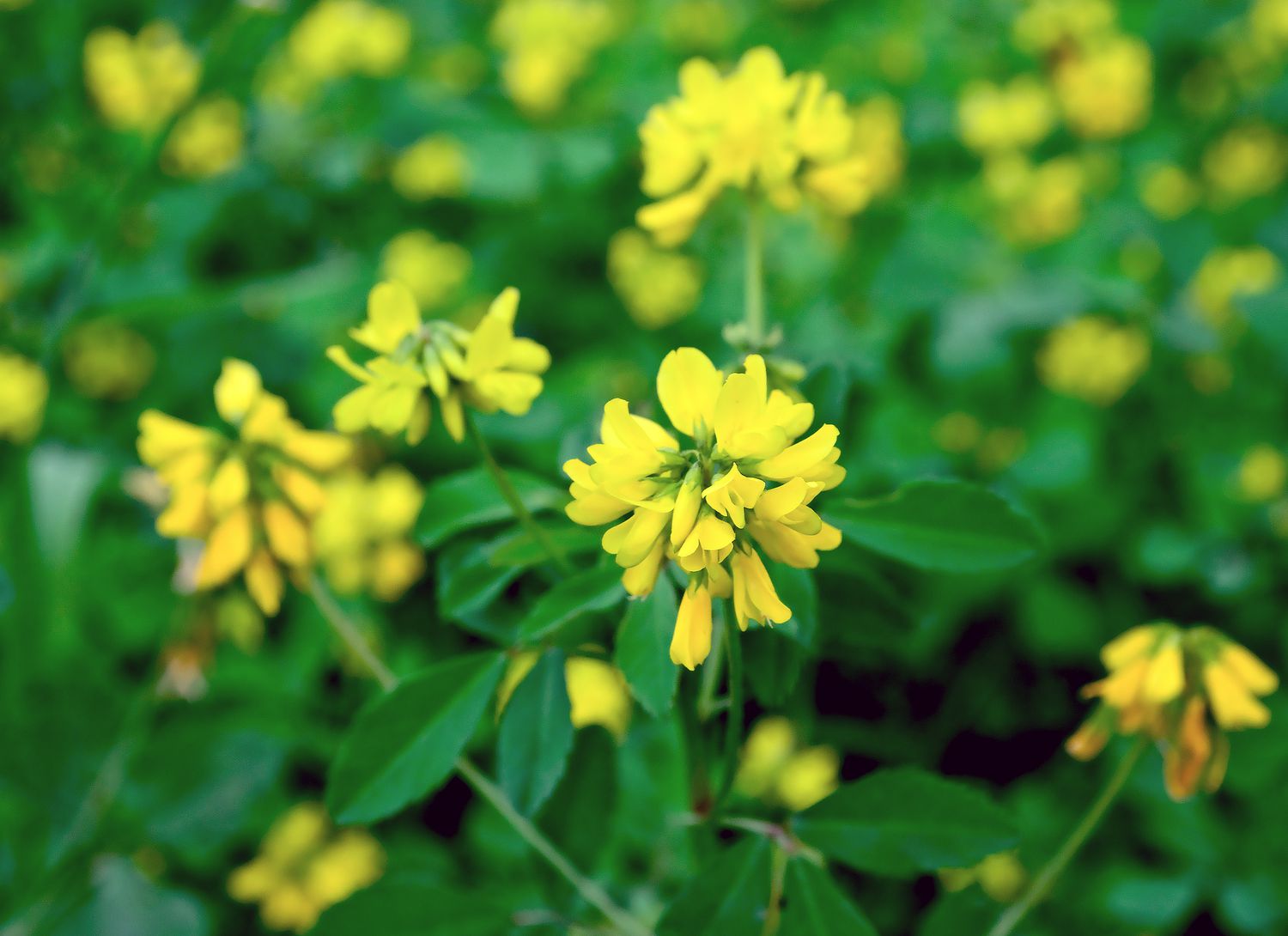 fenugreek plant with blooming yellow flowers