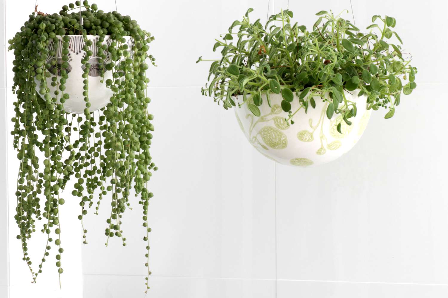 string of pearls plants in hanging baskets